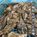 【送料無料】 訳あり 三陸産 牡蠣貝 (加熱用) 1kg