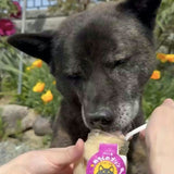 【送料込】 ペット用プリン６個セット（カボチャ・サツマイモ）