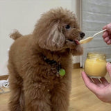 【犬用 おやつ】常温プリン 6個セット（カボチャ）砂糖不使用／ヤギミルク／送料込