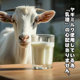 【犬用 おやつ】常温プリン 6個セット（カボチャ）砂糖不使用／ヤギミルク／送料込