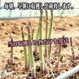 福島県会津産 夏アスパラ  Lサイズ 600g 【送料無料】