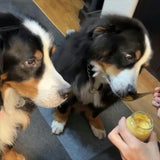 【犬用 おやつ】常温プリン 6個セット（カボチャ）砂糖不使用／ヤギミルク／送料込