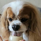 【送料込】 ペット用プリン６個セット（カボチャ・サツマイモ）