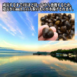 【送料無料】青森県 小川原湖産 特大しじみ（常温タイプ）